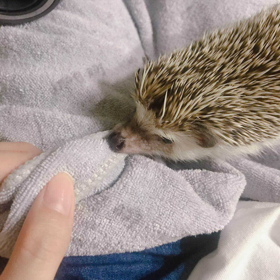 辟谣：非洲迷你刺猬咬人涂刺后就算接纳这个人？小心被白咬