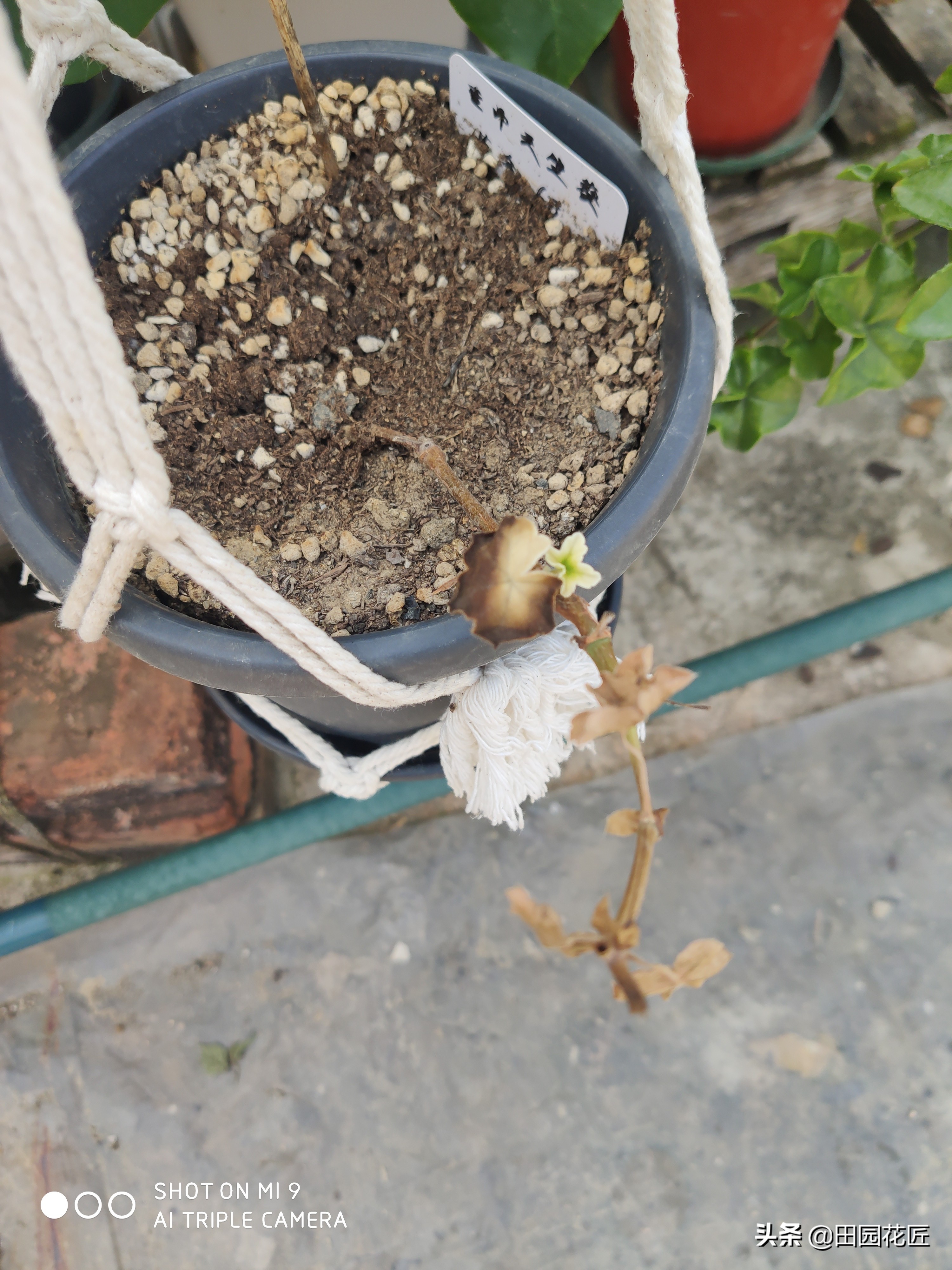 天竺葵黄叶知识,扦插天竺葵用什么药水防烂根