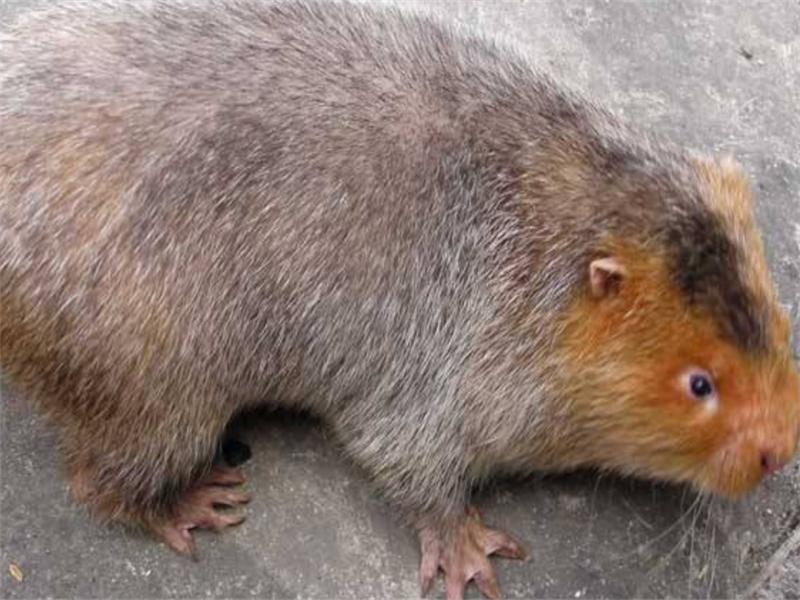 新手竹鼠养殖技术指南,养竹鼠的技术和养殖方法