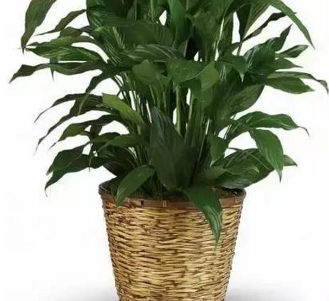 一帆风顺怎么才能开出大的花朵,一帆风顺怎么开出白花