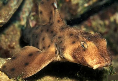 观赏鱼鲨鱼种类图片大全,鲨鱼百科知识大全幼儿