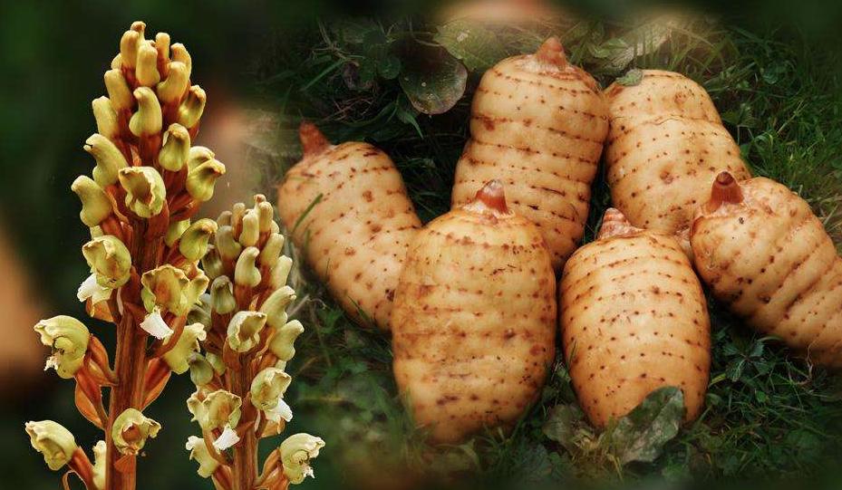 头晕看病花了8000,头晕去医院做了一大堆检查都正常