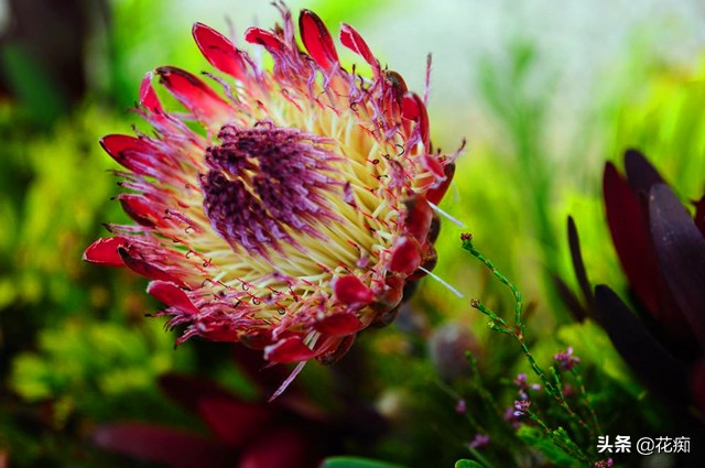 什么花开得好看又好养,开花非常好看且又好养