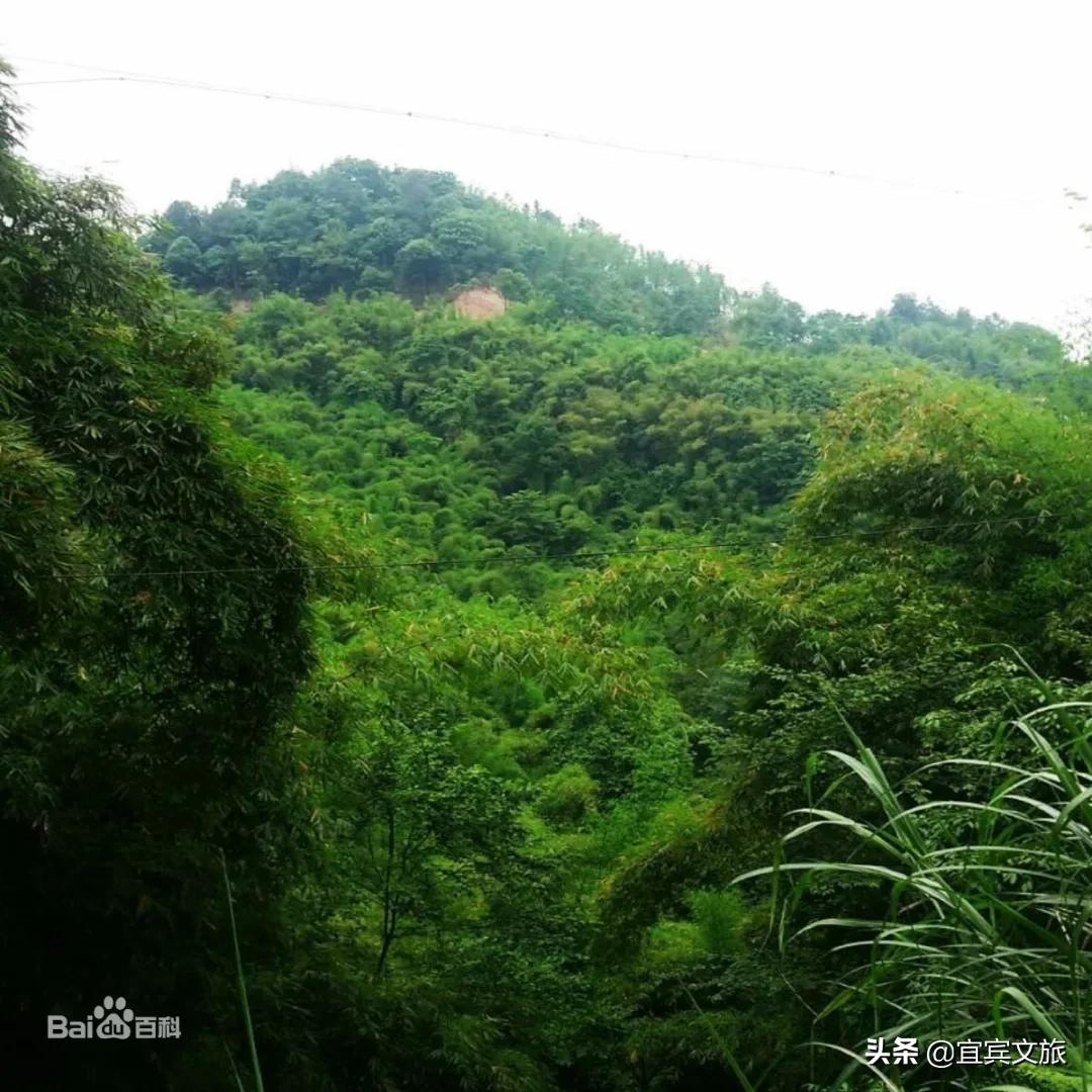 国内赏竹,中国人赏竹