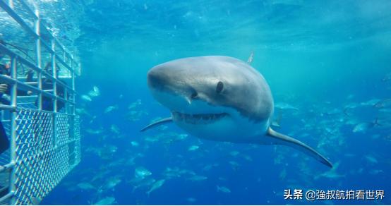 去南澳州旅游怎么样,去南澳旅游要不要做攻略