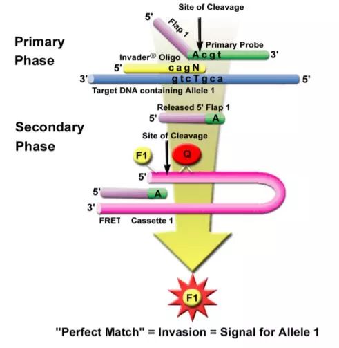 hpv检测试剂国内排名,hpv性能验证方案
