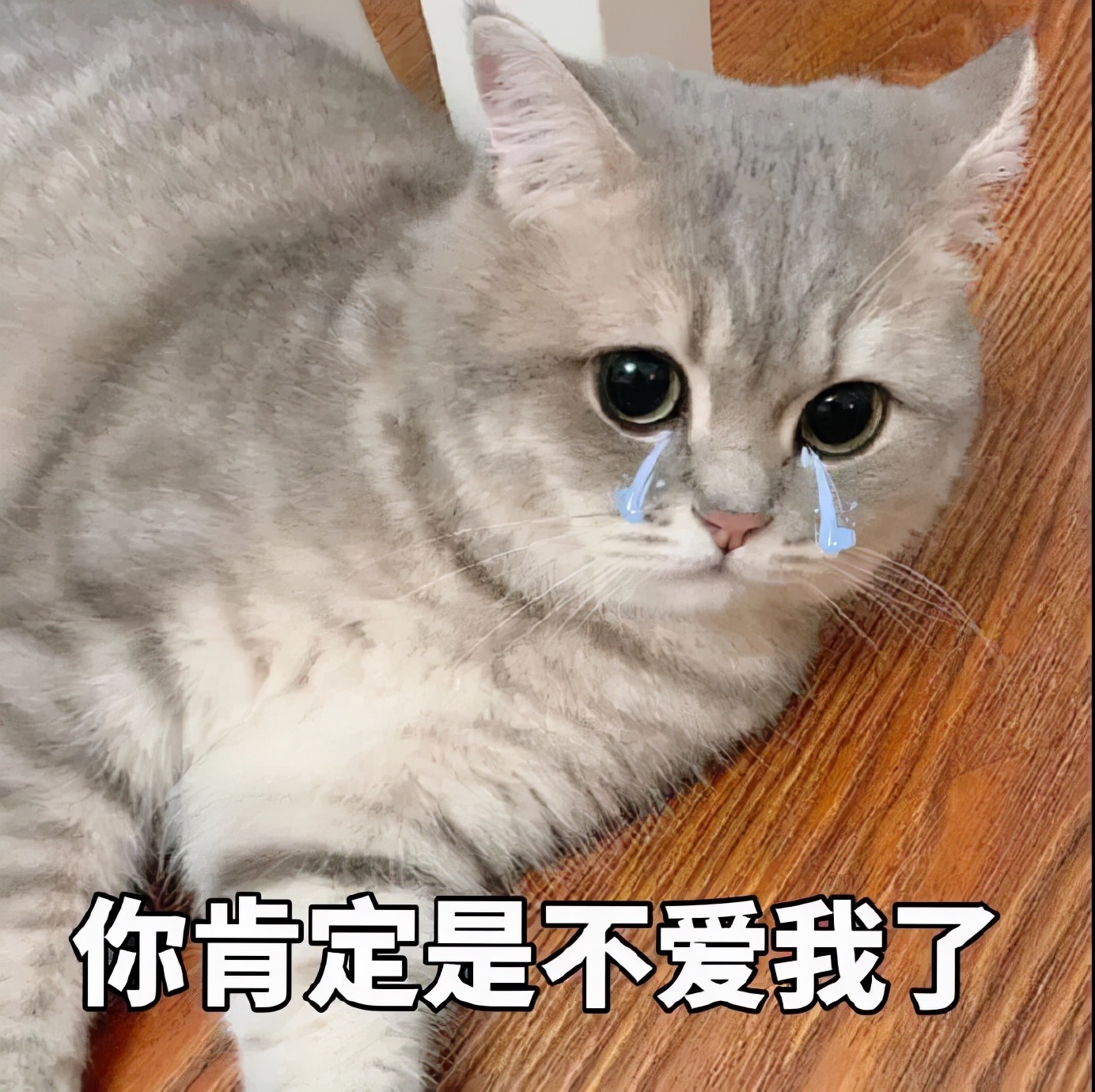 关于猫咪鼻子的8大秘密,猫咪的鼻子有什么特点和作用