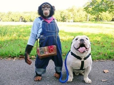 什么狗不容易生病不怕冷不怕热,狗天冷了千万别冻感冒了