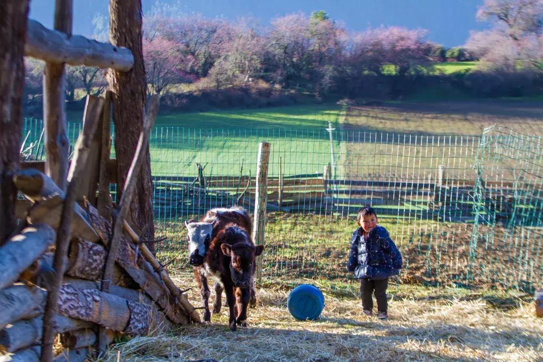 最美的花送给大家共赏,最美的花送给大家观赏