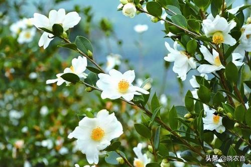 广东兴宁特产排行榜,广东兴宁县有什么特产