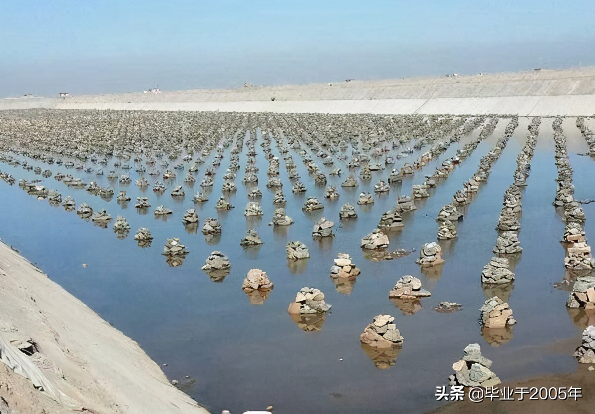 从客观角度说说海参,客观的角度说一说海参