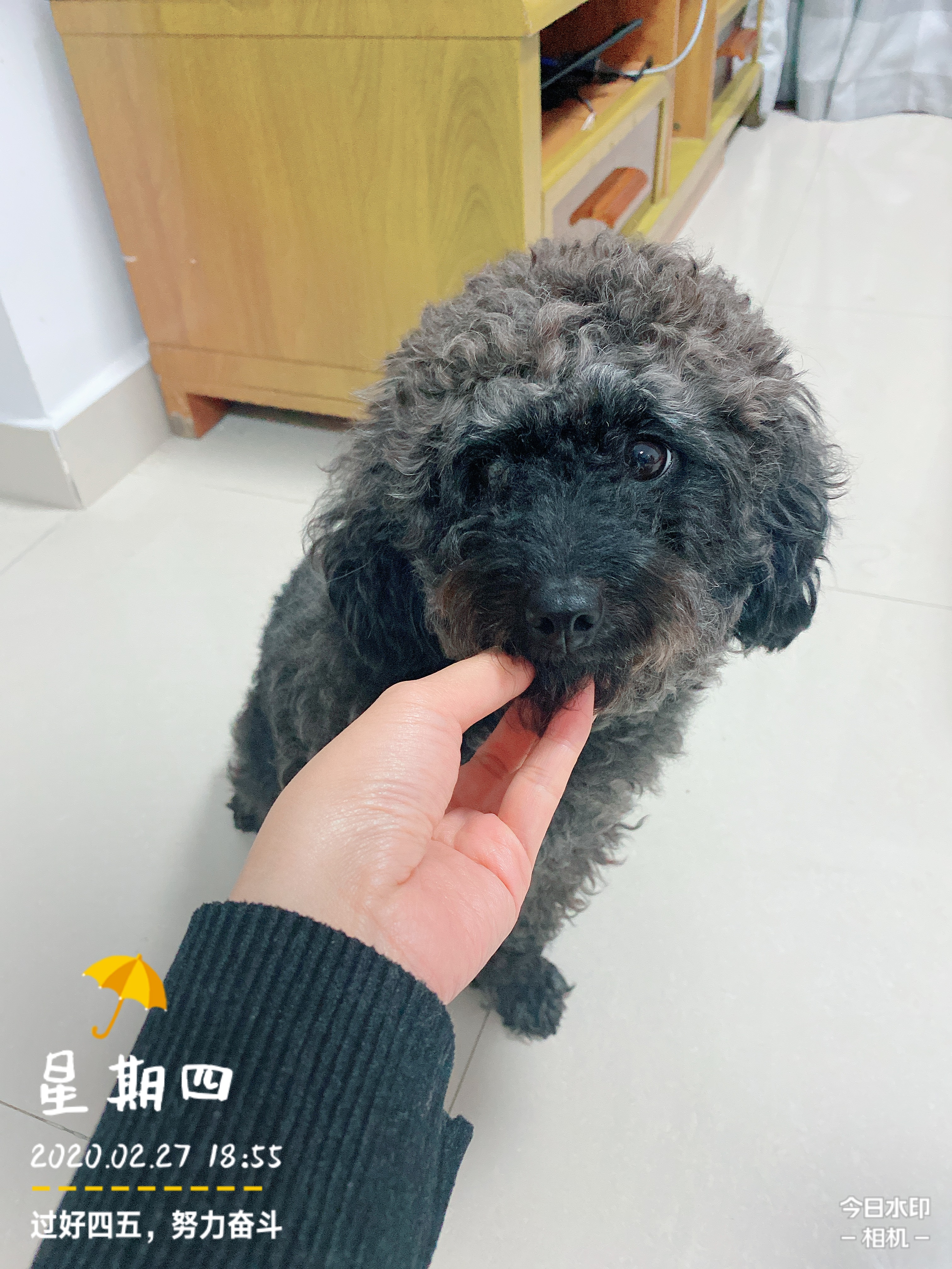 铲屎官用5年的踩雷经验来告诉你，初次养狗要注意的十个问题