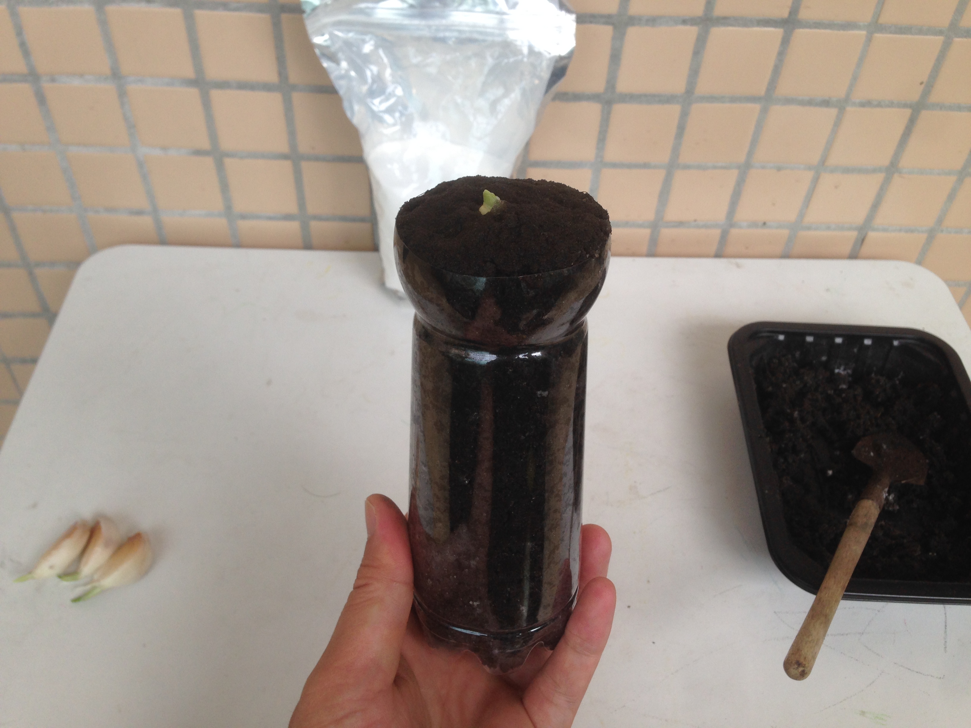 营养土不浇水直接种种子可以嘛,营养土育苗前要湿水吗