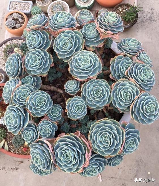 养了4年的玉蝶，不但没有“摊饼”，反而变成爆盆状态