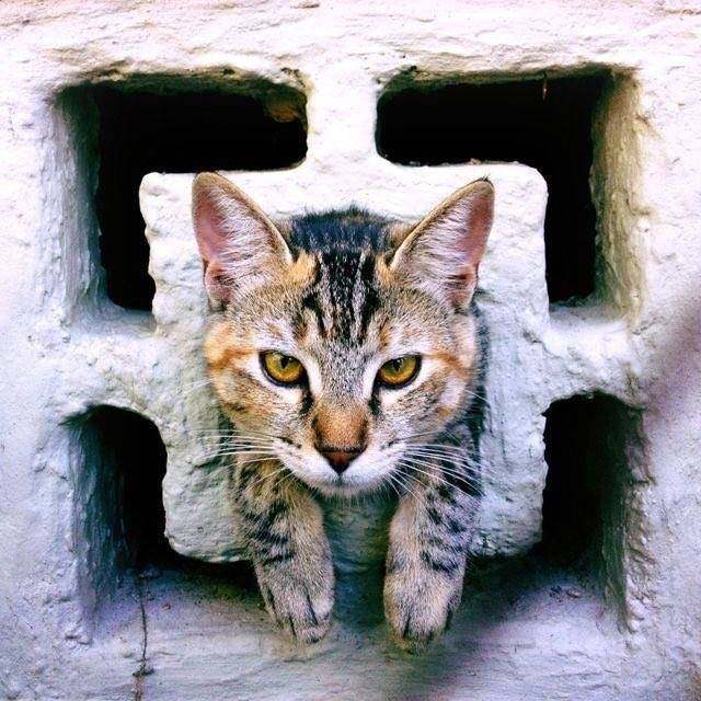 辟谣猫咪并非黑夜都能看得清,事实证明猫是一种液体动物