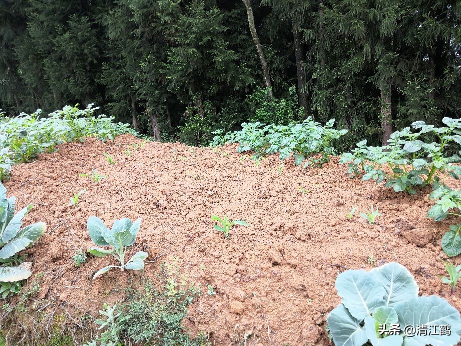 施用除草剂什么时候效果最好,苗前除草剂的效果受哪些因素影响