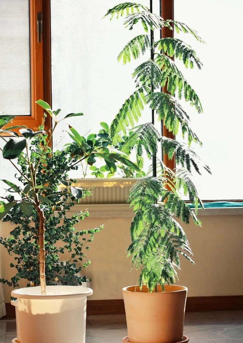 装饰高级感家里绿植推荐,室内装饰花卉及盆景植物