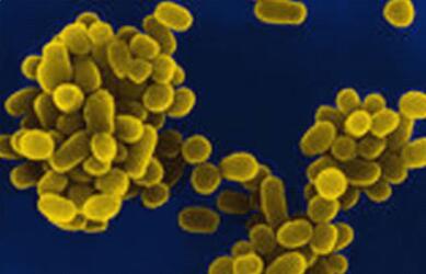 狗狗的流产药,狗狗流产是从哪里流出来