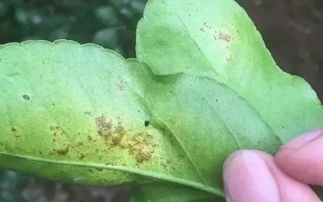 柑橘脂点黄斑病新梢会黄化吗,柑桔黄斑病和卷叶病用什么药