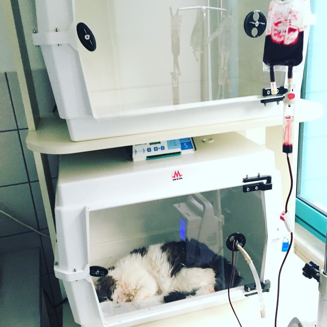 一岁多的猫得了猫瘟能治好吗,一岁的猫猫瘟可以治好么