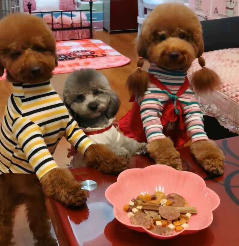 养两只狗狗总是打架怎么办,家里两只狗打架