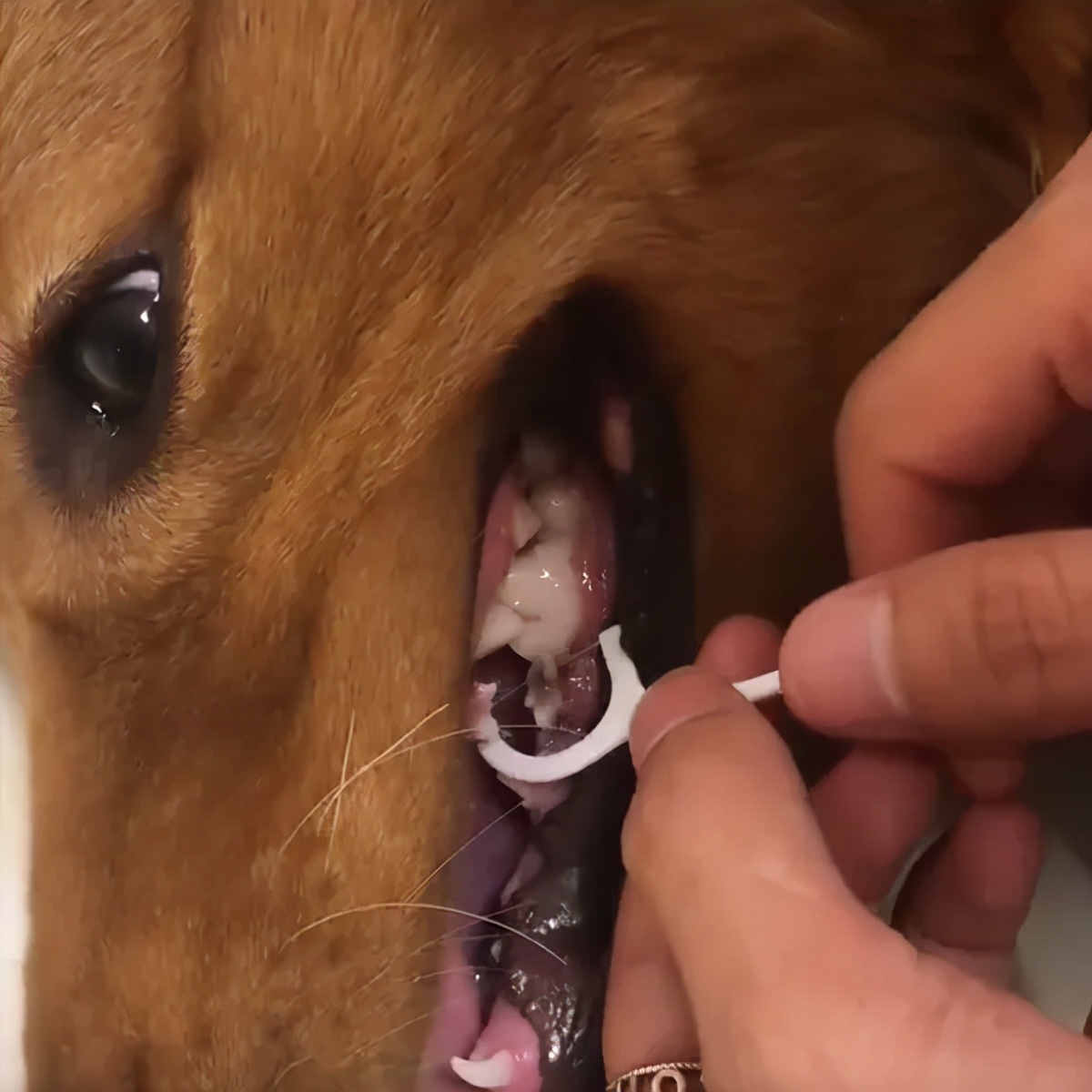 给狗拔牙视频金毛,金毛狗狗拔牙