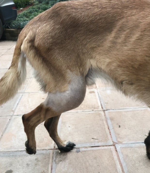 狗狗发抖查不出原因,辟谣狗狗鼻子干就是生病