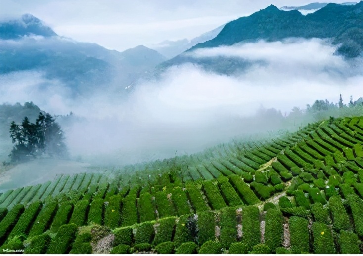 感悟茶叶的美文,关于茶叶美文佳句摘抄