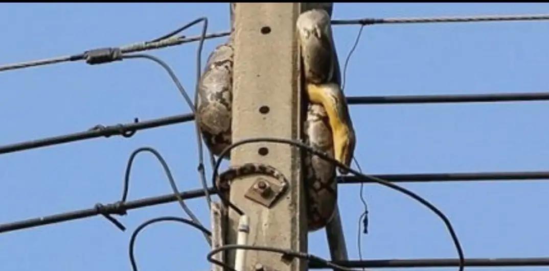 困电杆上的蟒蛇被救下，兽医说无治，爱蟒人精心救治，奇迹发生了