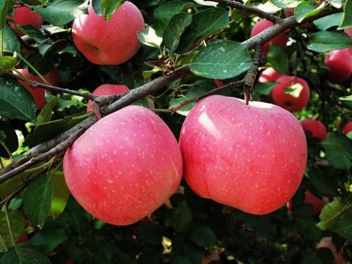 海阳市一个幸福小镇,拥有海阳北站,盛产苹果和奶牛