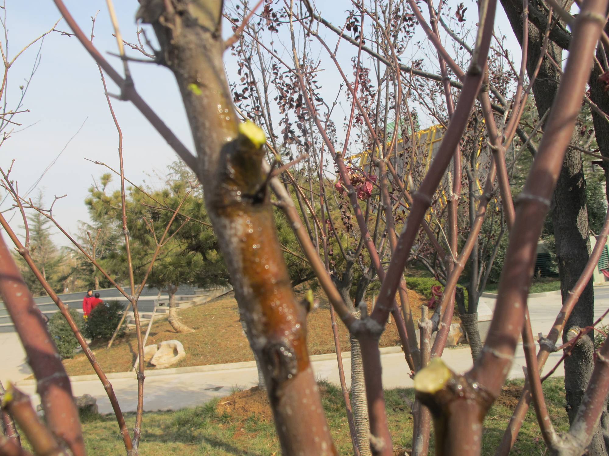 园林树木修剪的五种基本方法,园林树木修剪的正确方法