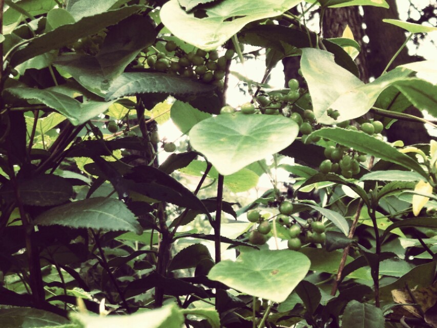 绿山墙的安妮里面的人物特点,绿山墙的安妮安妮为什么要道歉