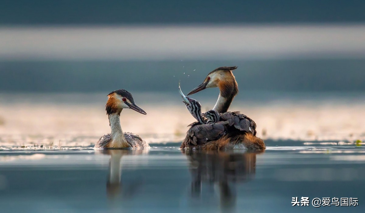 2020观鸟大年,观鸟大年完整版