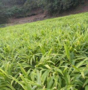 种生姜的最佳时间是什么时候,家庭种植生姜有哪些注意事项