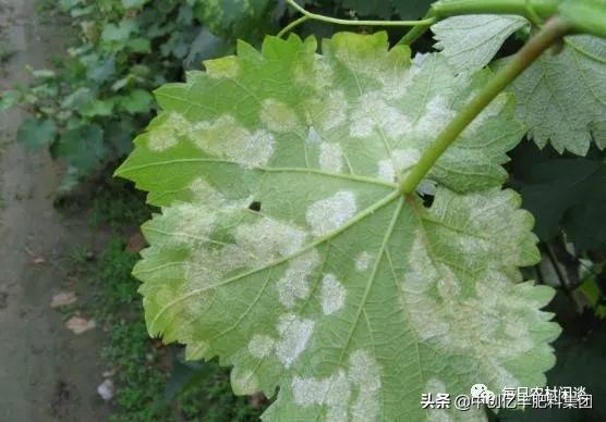 葡萄果穗上有药斑怎么办,葡萄果发黑是什么病害