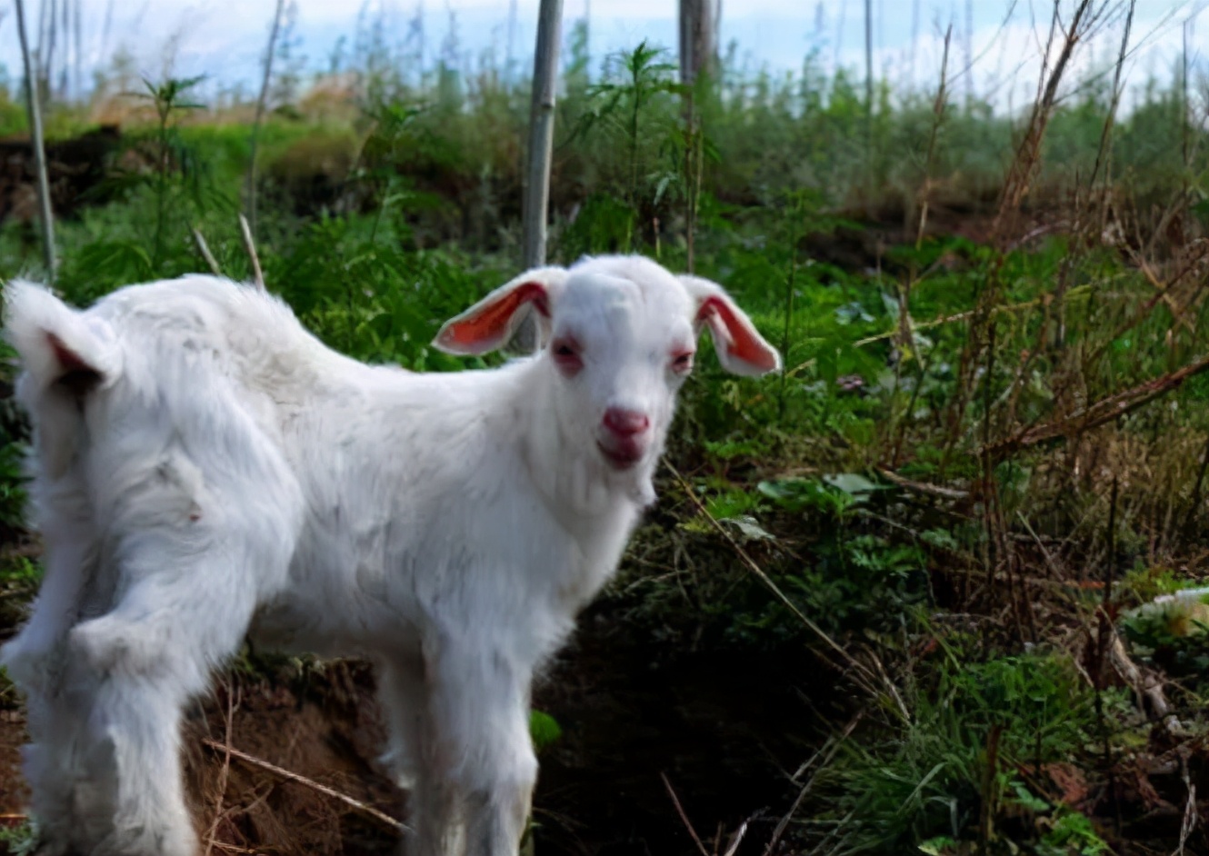 小羊羔拉稀怎么治疗最有效,小羊羔拉稀治疗单方