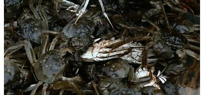 大闸蟹再成美国通缉犯，为啥美国人对大闸蟹束手无策（菲李漫画）