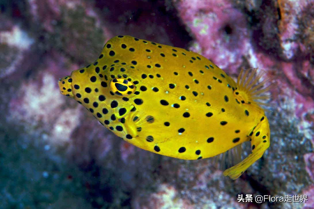 十大潜水胜地斯米兰,世界十大潜水圣地斯米兰