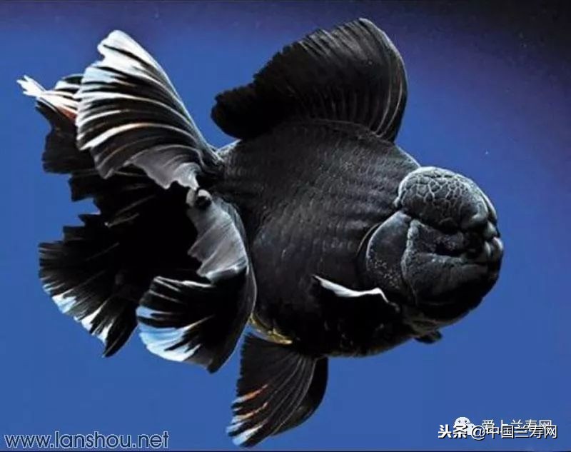 十大最稀有的金鱼品种,比较大的金鱼品种有哪些