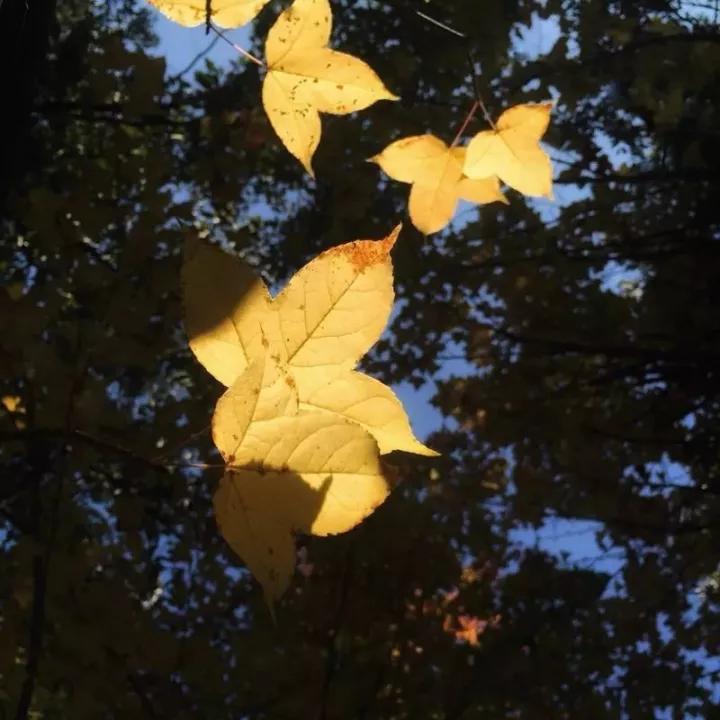 秋色正艳|掌握这6个小技巧，教你拍出绝美秋景