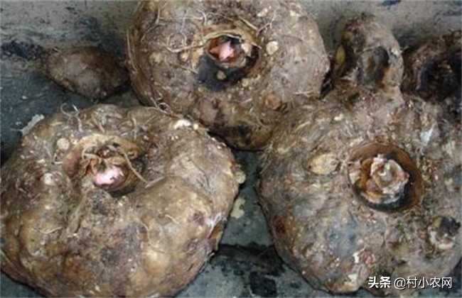 魔芋种植成功率高吗,未来魔芋种植前景如何