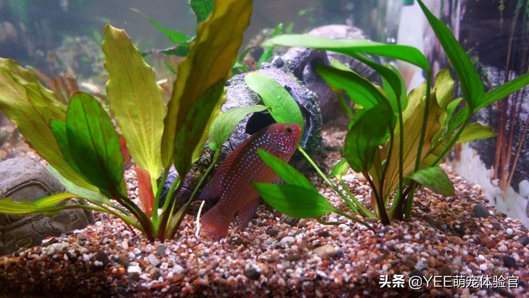 养的热带鱼突然停电了怎么办,冬天停电观赏鱼怎么处理