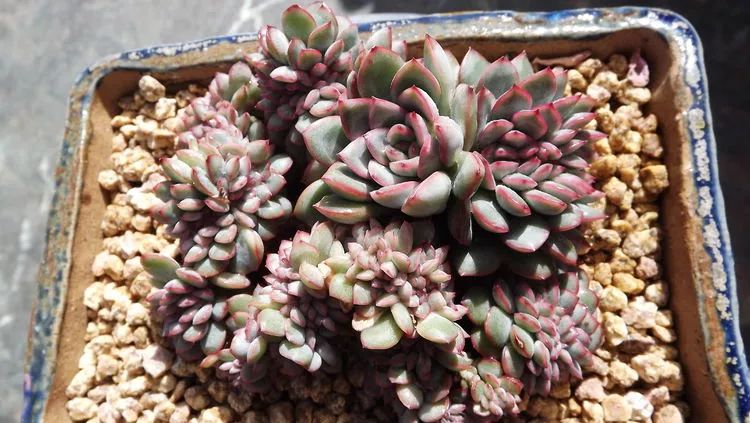 爱机车，爱多肉，宝妈花姐的诗和远方