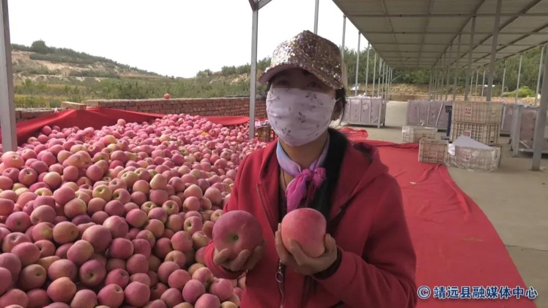靖远三滩红富士苹果,靖远县红富士苹果啥时采摘