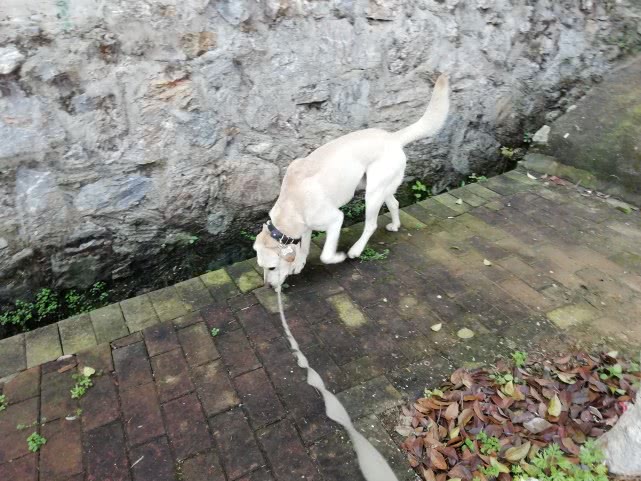 狗狗为什么不能吃小龙虾,狗为什么不能吃龙虾