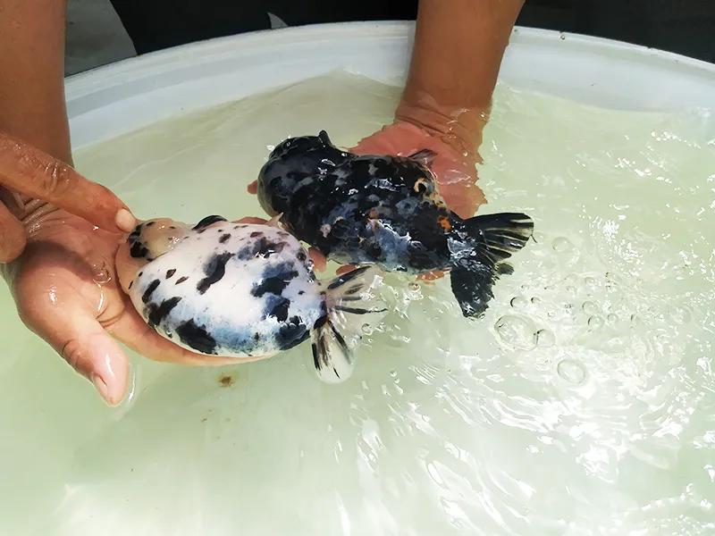 见过会踢足球的闽侯金鱼吗？盘它