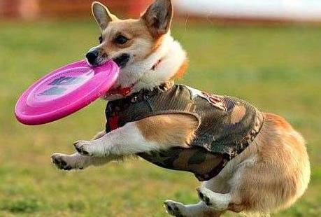 教你正确训练狗狗的方法,训练狗狗的各种技巧免费