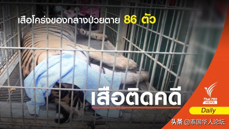 泰国老虎藏40只尸体,泰国寺庙老虎有没有解救出来