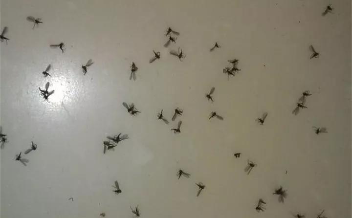 养花的虫害分类及防治,养花如何预防虫害视频教程