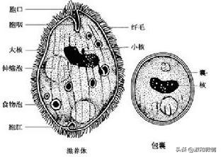 甲硝唑片的说明书用量看不懂,甲硝唑片说明书范文